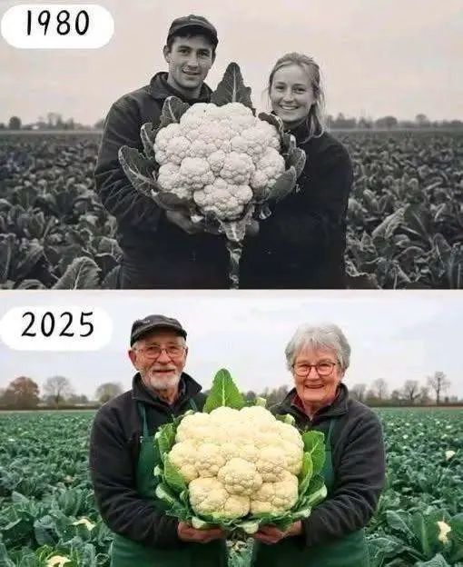 45 years later, the same cabbage