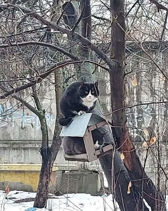 #cat #catstr