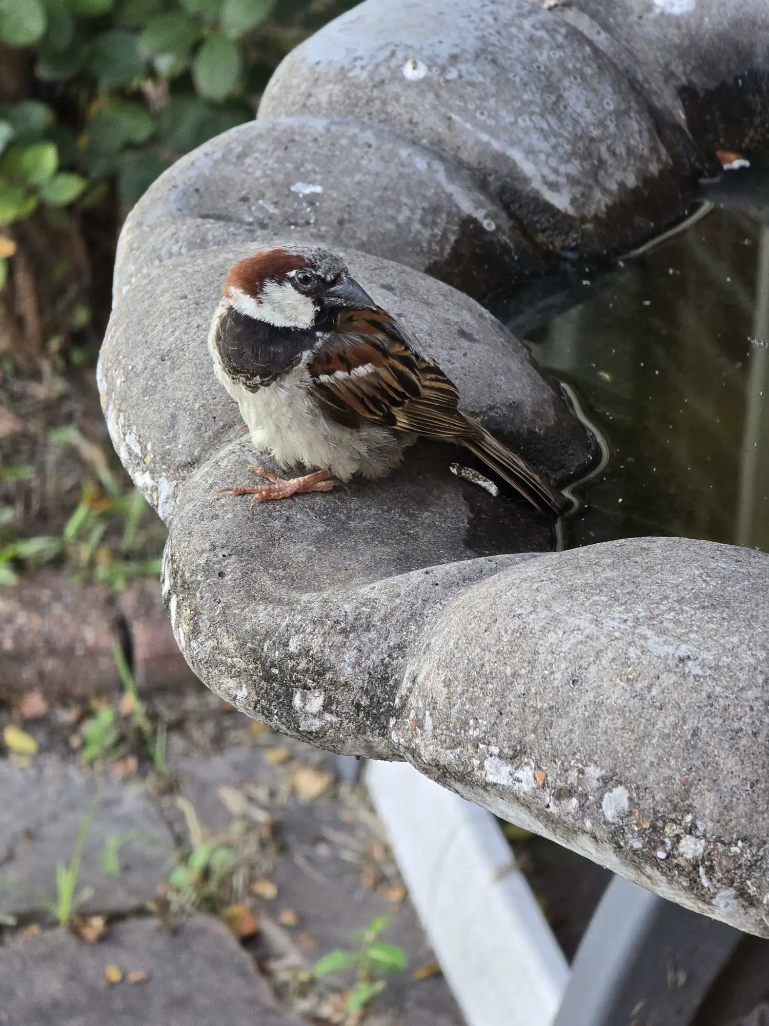 Good evening frens. 🐦‍⬛